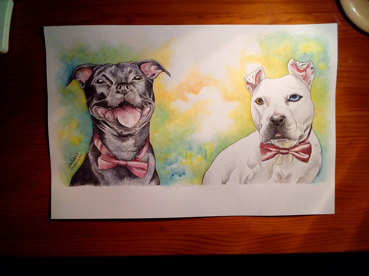 petportrait portrait Realism pets dog Pitbull staffy watercolor fabriano wedding.