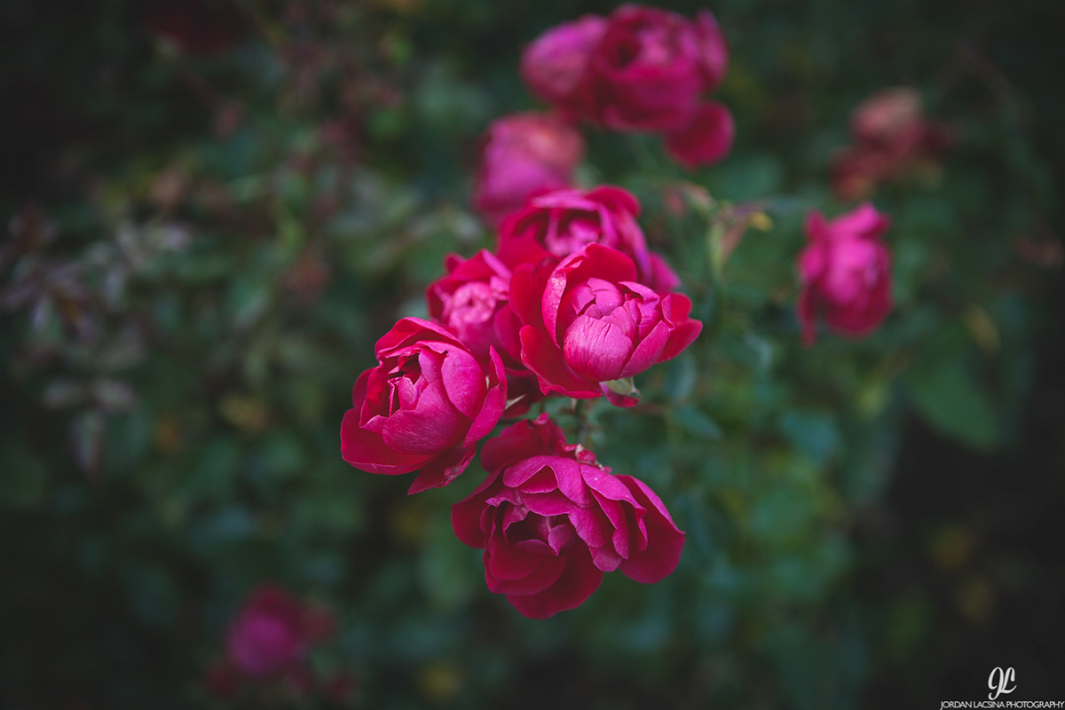 Portland Oregon Roses Flowers rose garden