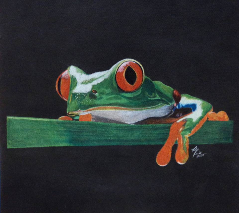 frog tree frog rainforest Amphibian amphibians colored pencil pencil draw sketch animal animals realistic