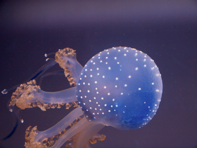 aquarium fish jellyfish photos underwater