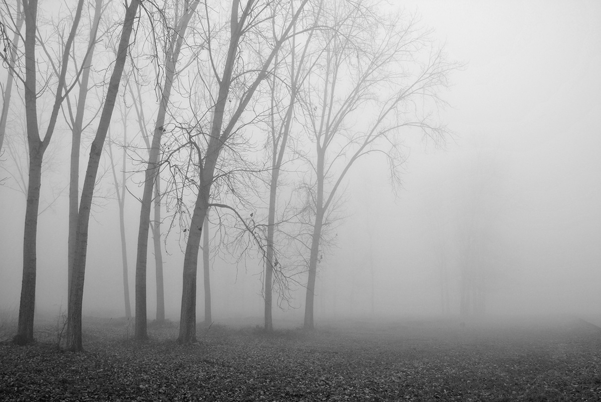bitter cold countryside  Countryside fog cold black and white b&w