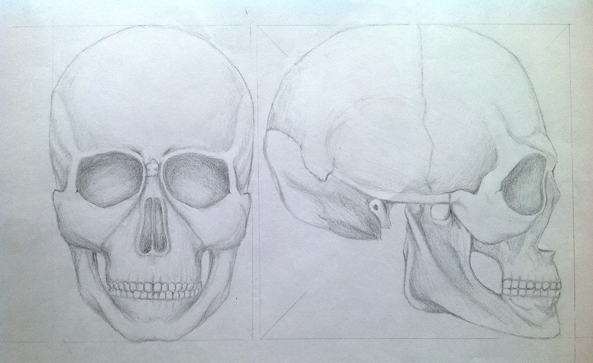 school college art Realism pencil Drawing  animals bones Skeletal skeleton
