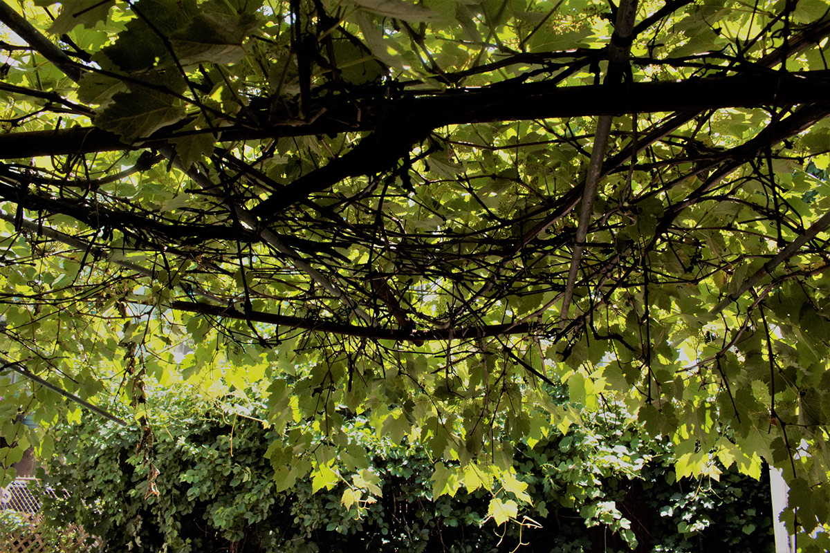 light sunlight shawdow leaves vine shine Photography  Nature serendipity Love
