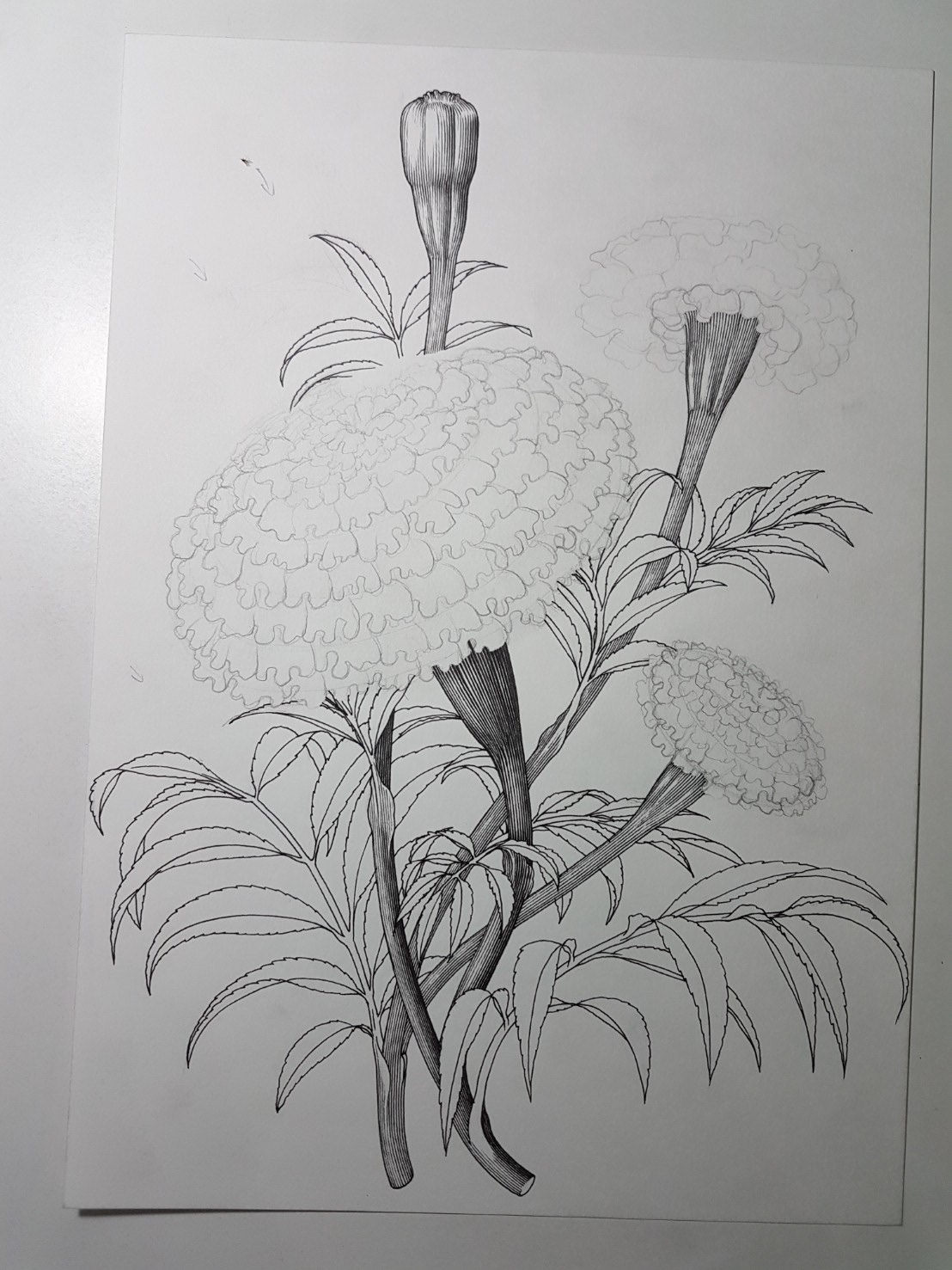 Marigold flower ILLUSTRATION  draw vintang ink engraving