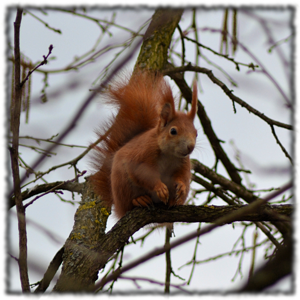 nuts squirrel