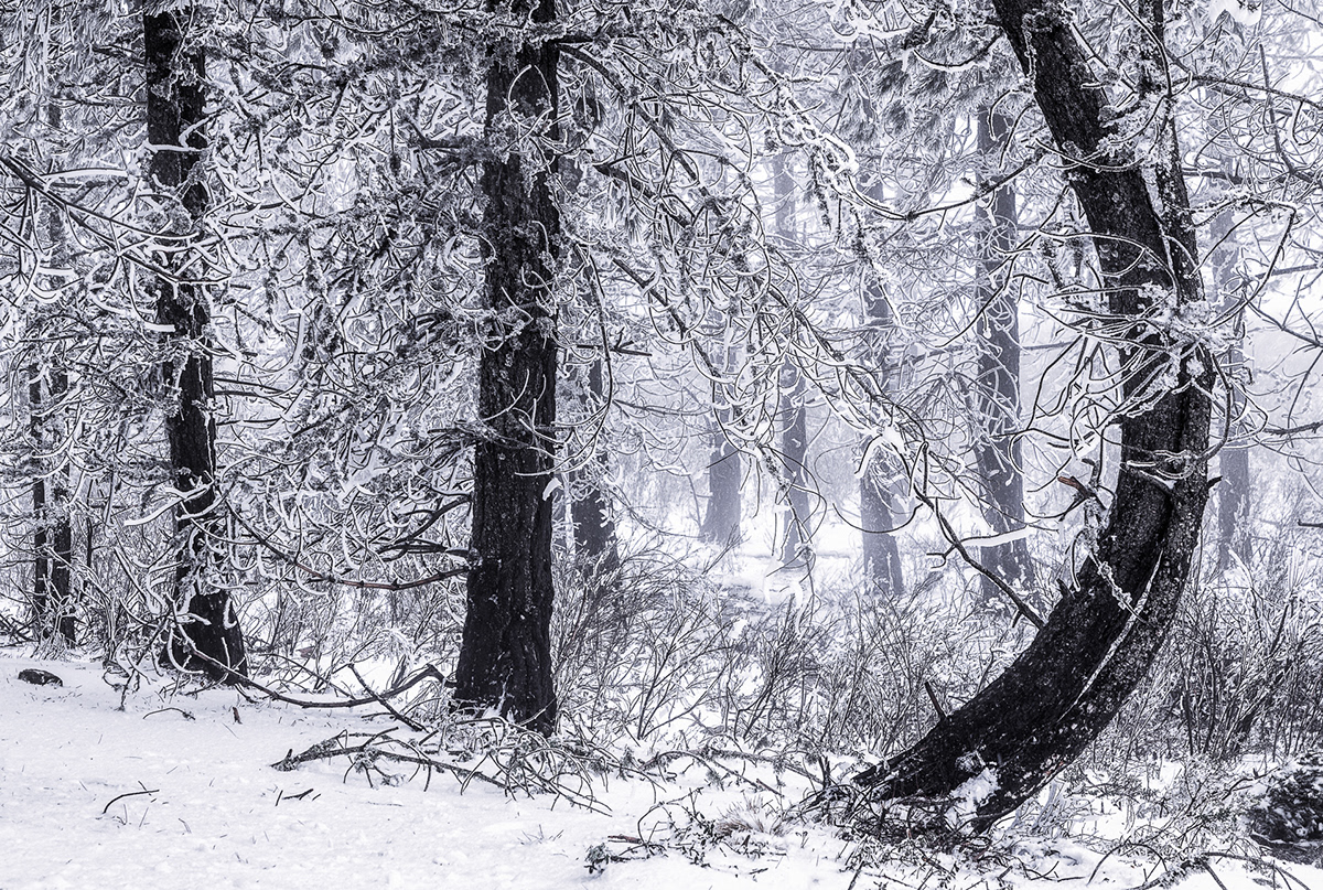 snow winter Landscape nature photography forest woods trees ice cold Photography 