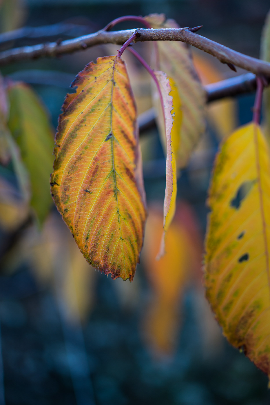 opal autumn leaves color finart Nature forest