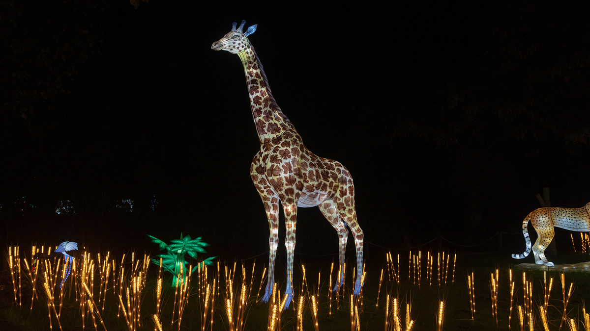 animals colors lights luzes Nature night Photography  zoo