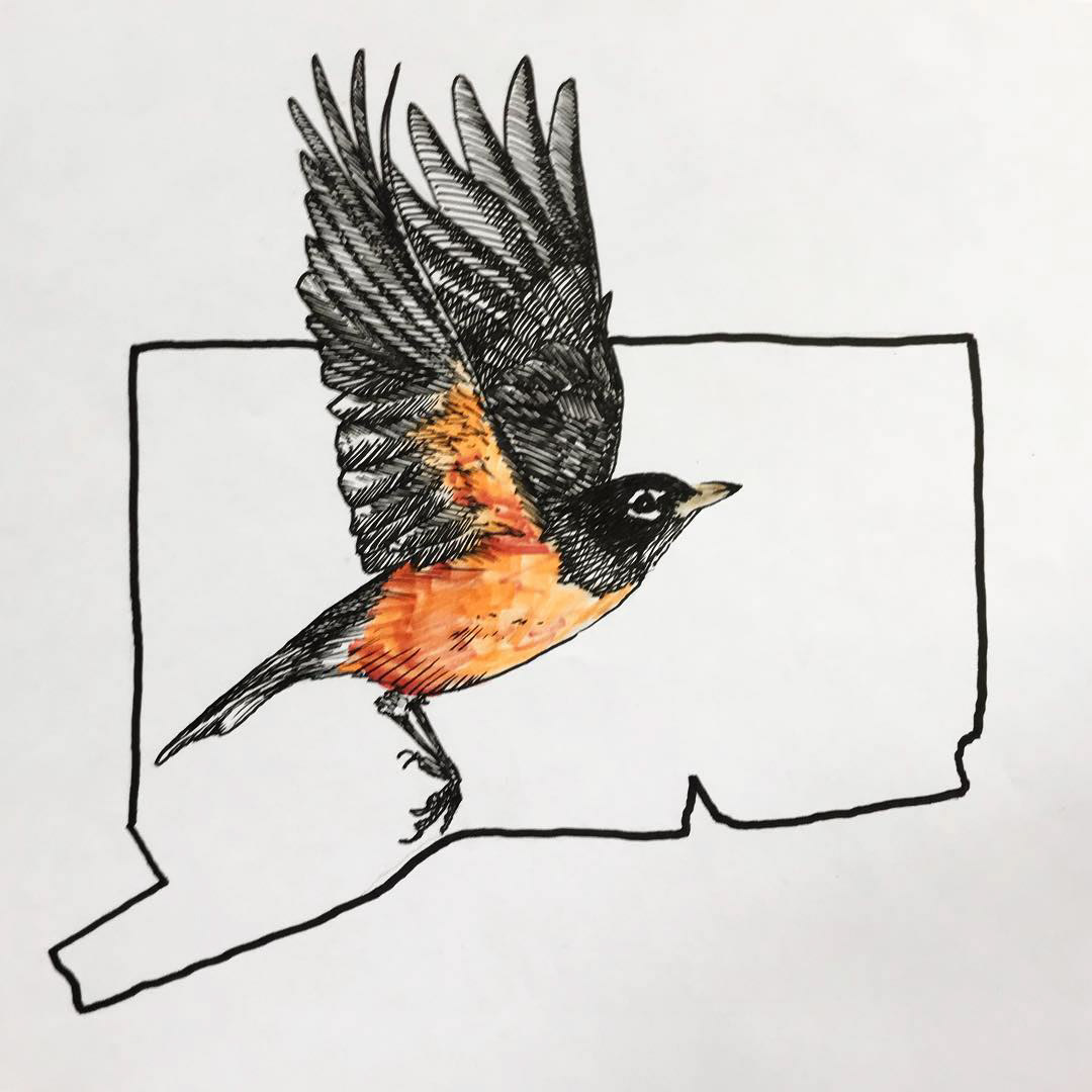 drawingoftheday state birds states birds usa united states cardinal mockingbird