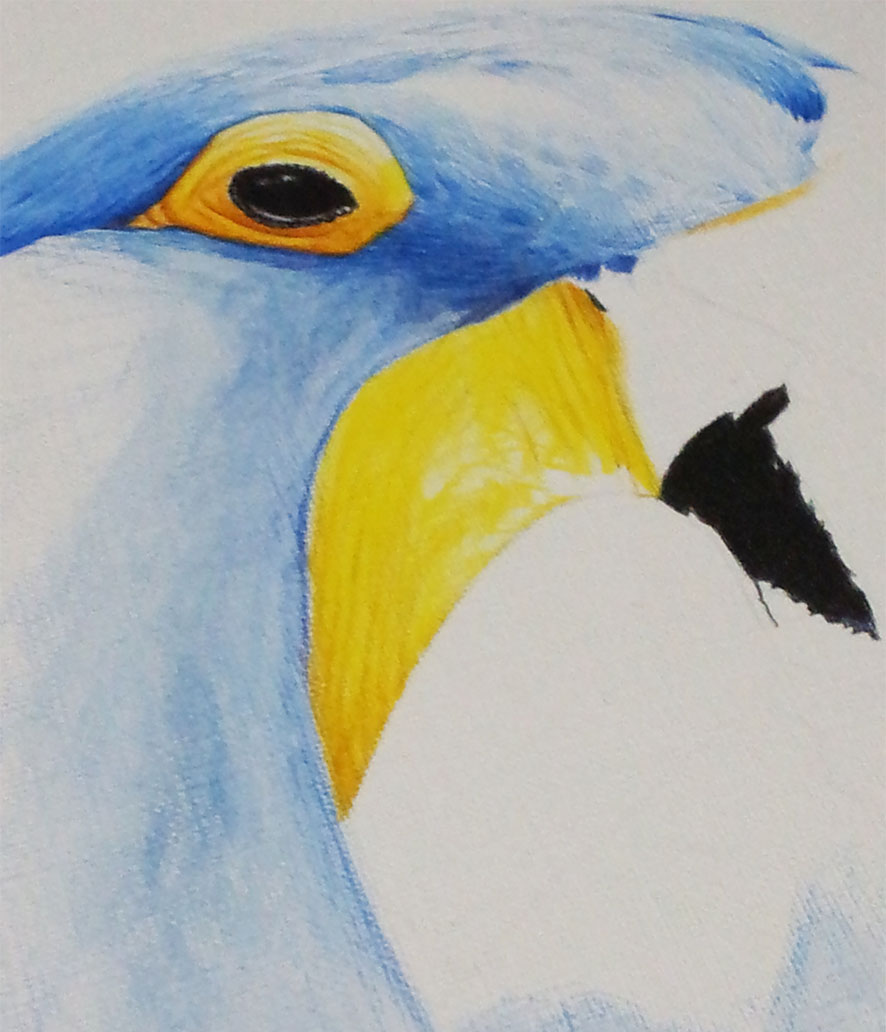 parrot pencils Colorpencils color bird art