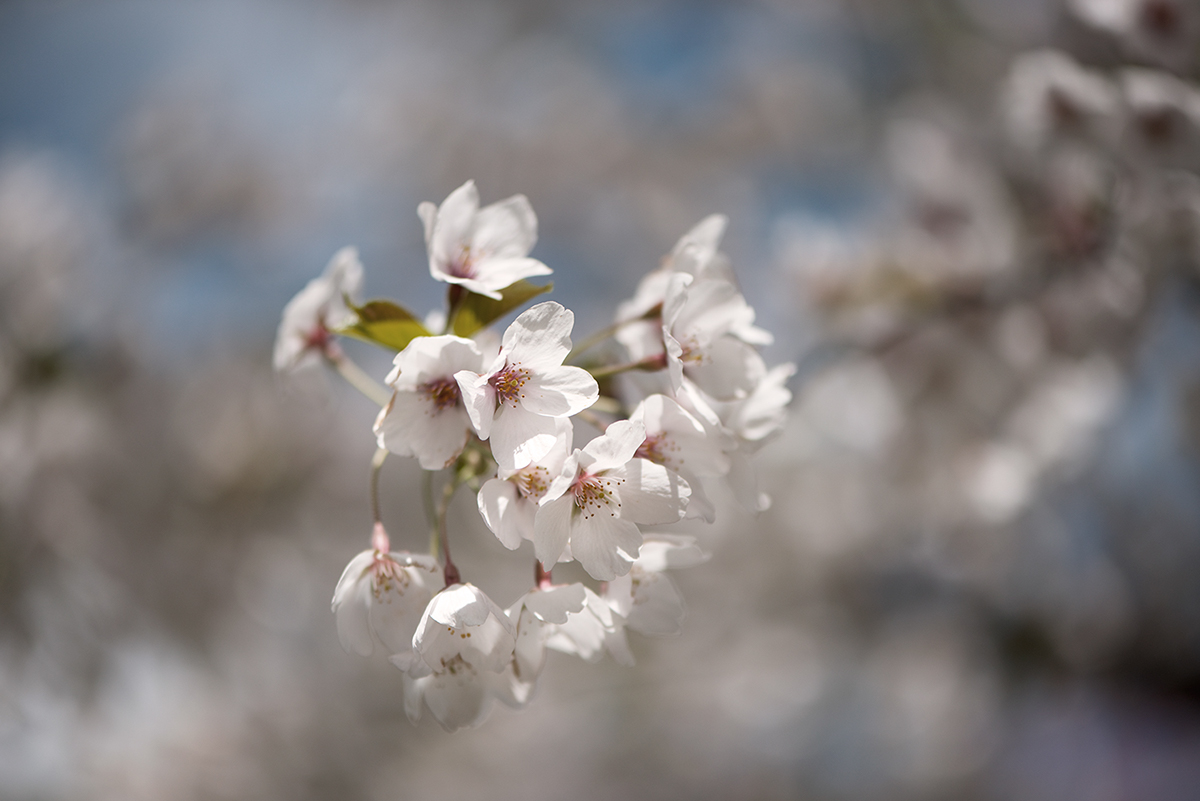 flower cherry Cherry Blossom spring sakura Nature botanical Love
