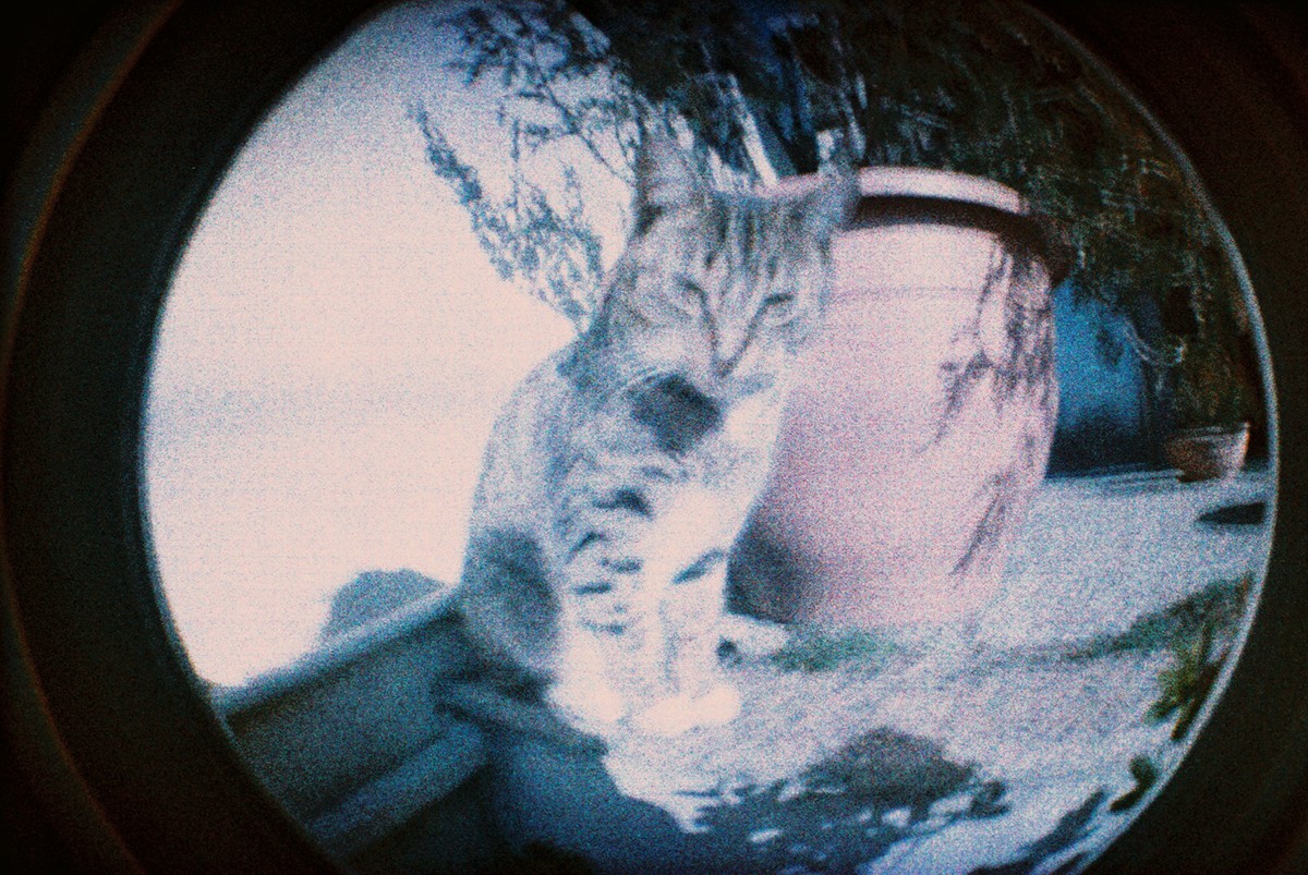 fisheye Lomography cats