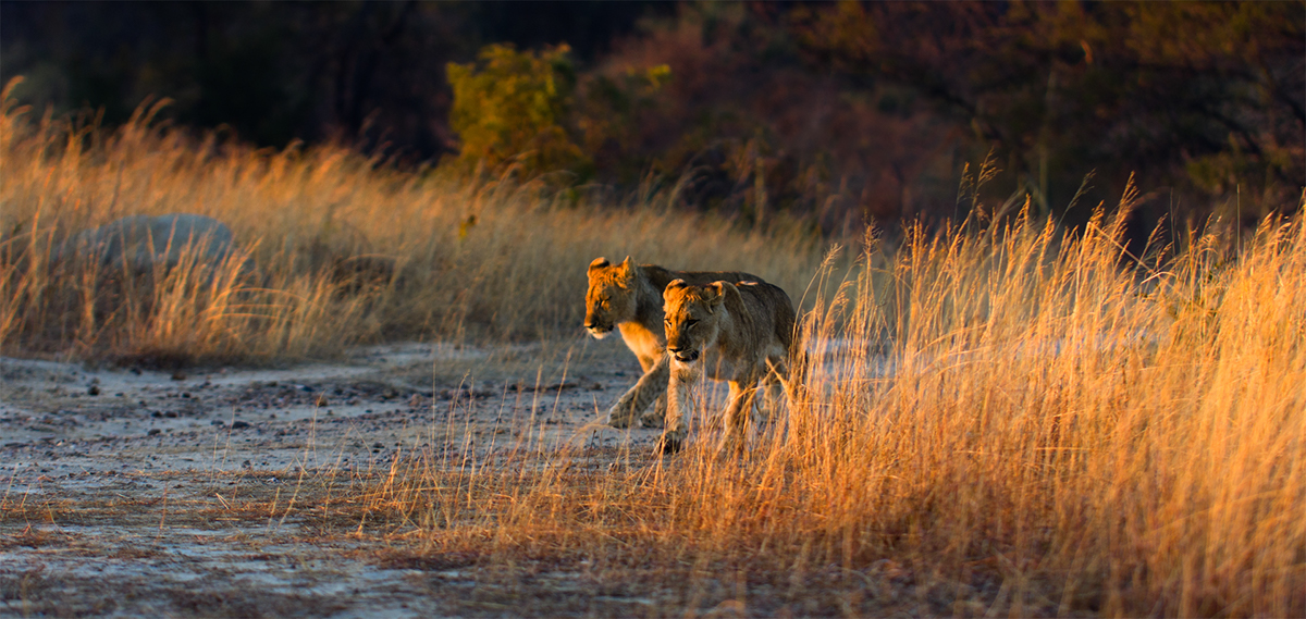 overlanding lion Zimbabwe wildlife animals birds great ruins africa night SKY stars camping MORNING mongoose