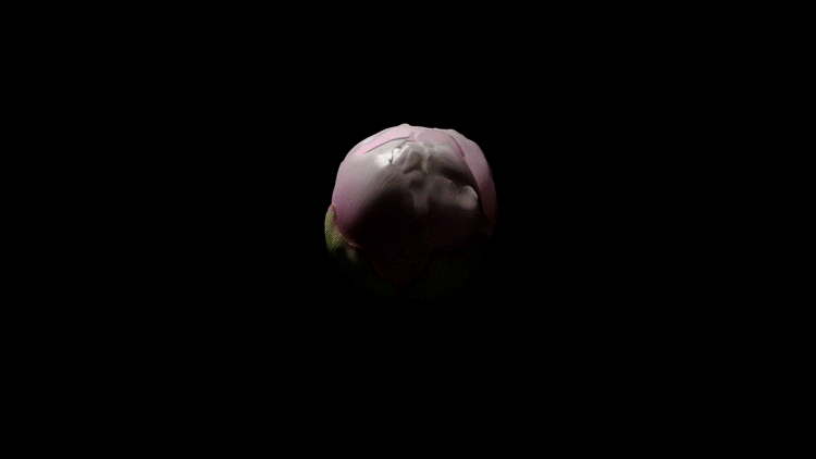 3D flower houdini peony redshift timelapse Visual Effects