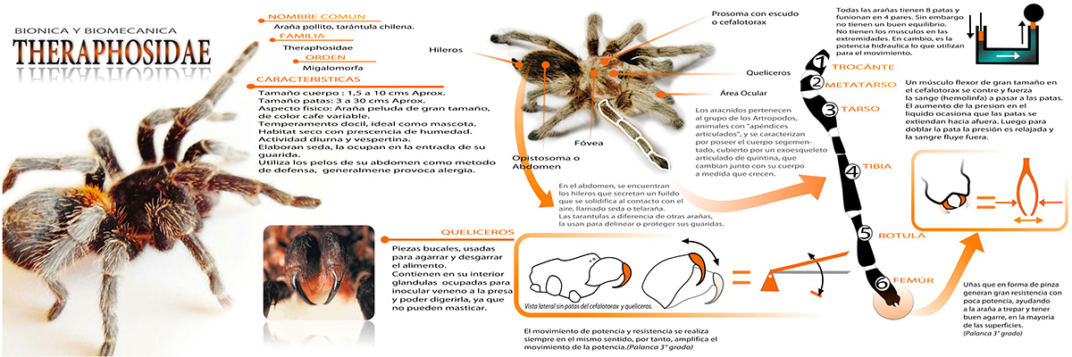Tarantule  tarantula  theraphosidae  araña pollito Biomecânica diseño bionica diseño