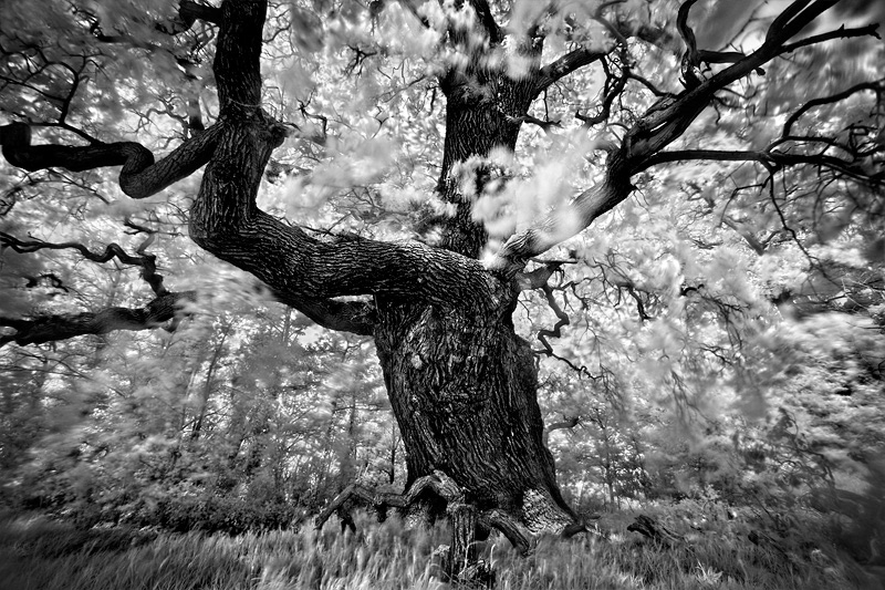 Portraits of Trees infrared IR black and white