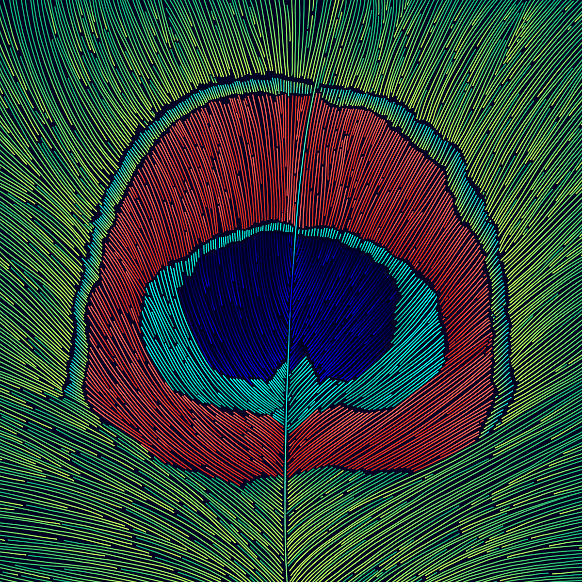 Peacock plume illustration made of dense lines