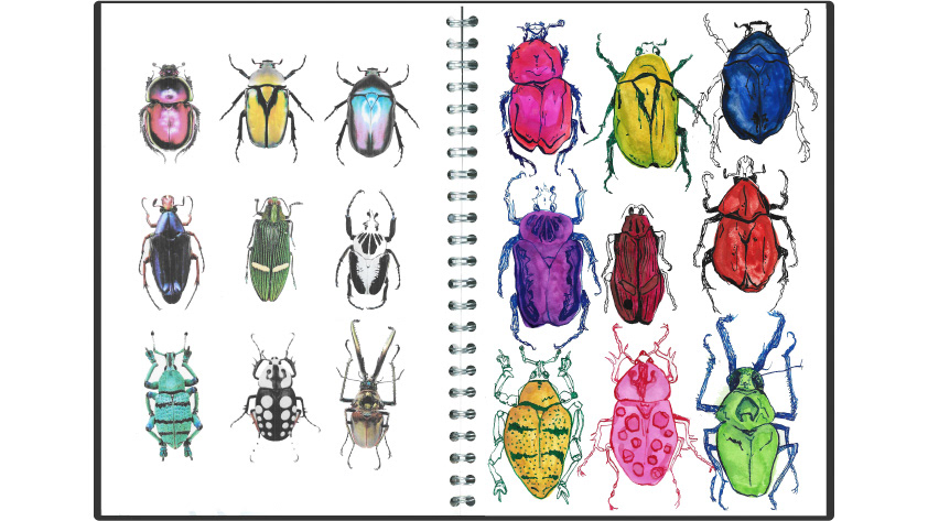 portraits exploration beetles Food  ILLUSTRATION  sketchbook sketchbooking test acrylic fineliner