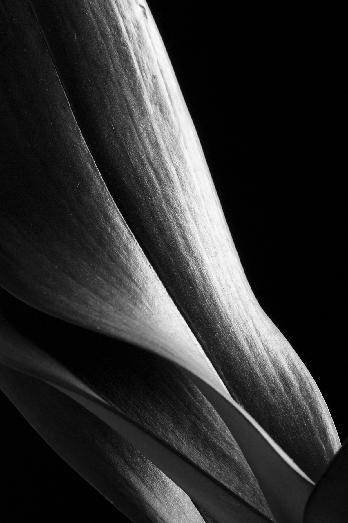 abstract Photography  black and white b&w abstract photography photographer