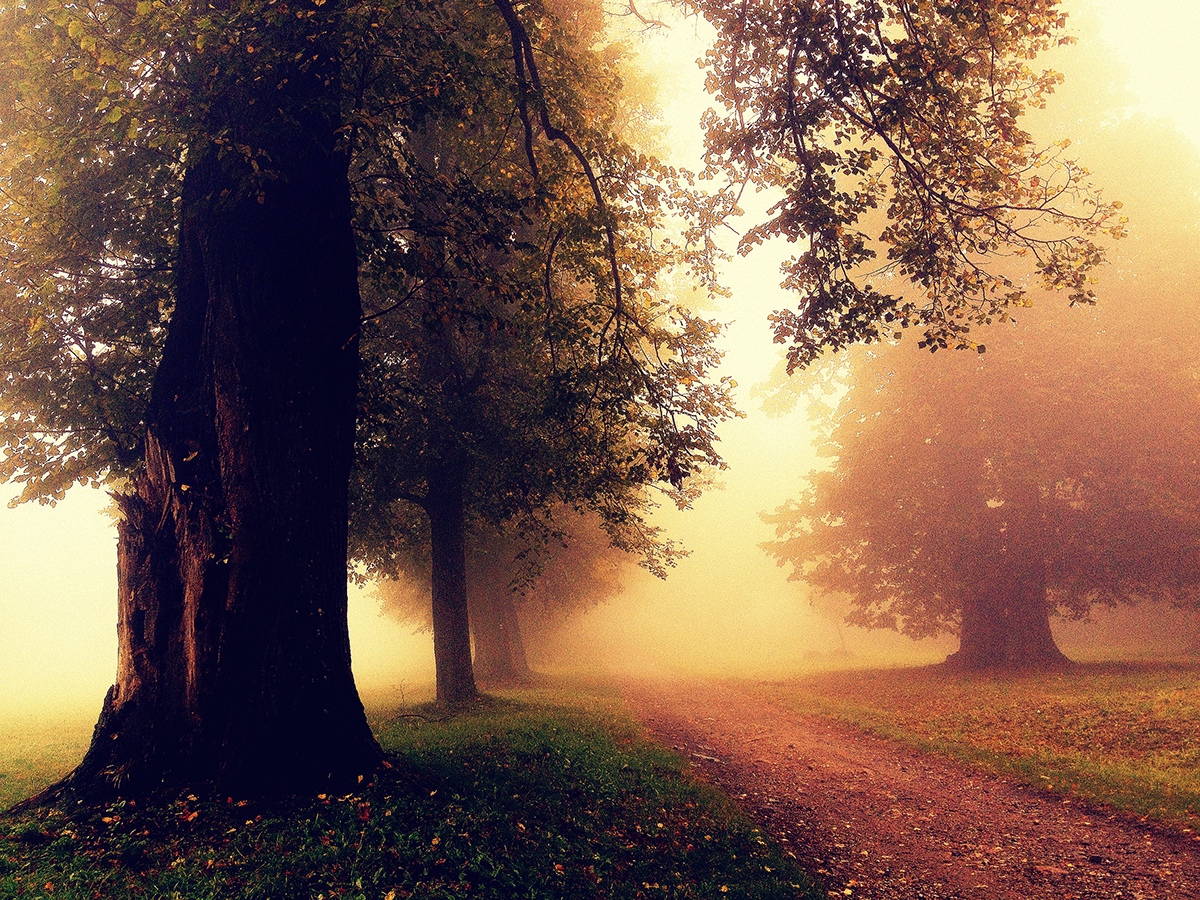 autumn fog trees leaves Castle roads