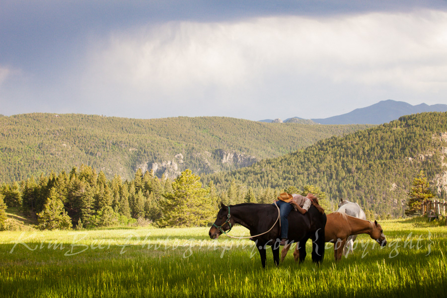 horses  equine Colorado