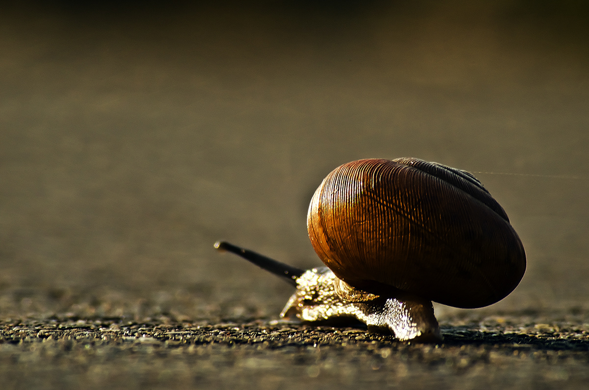 snail  mollusk creature  animal  nature