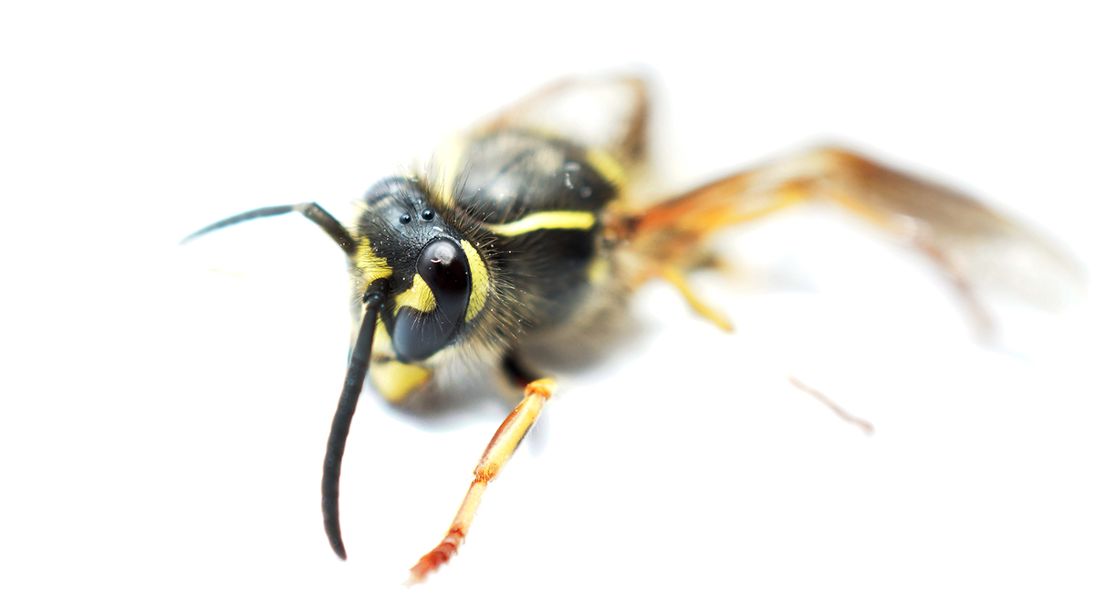 hornet macro insect szerszeń owad makro photo Fly wings honey small Sony