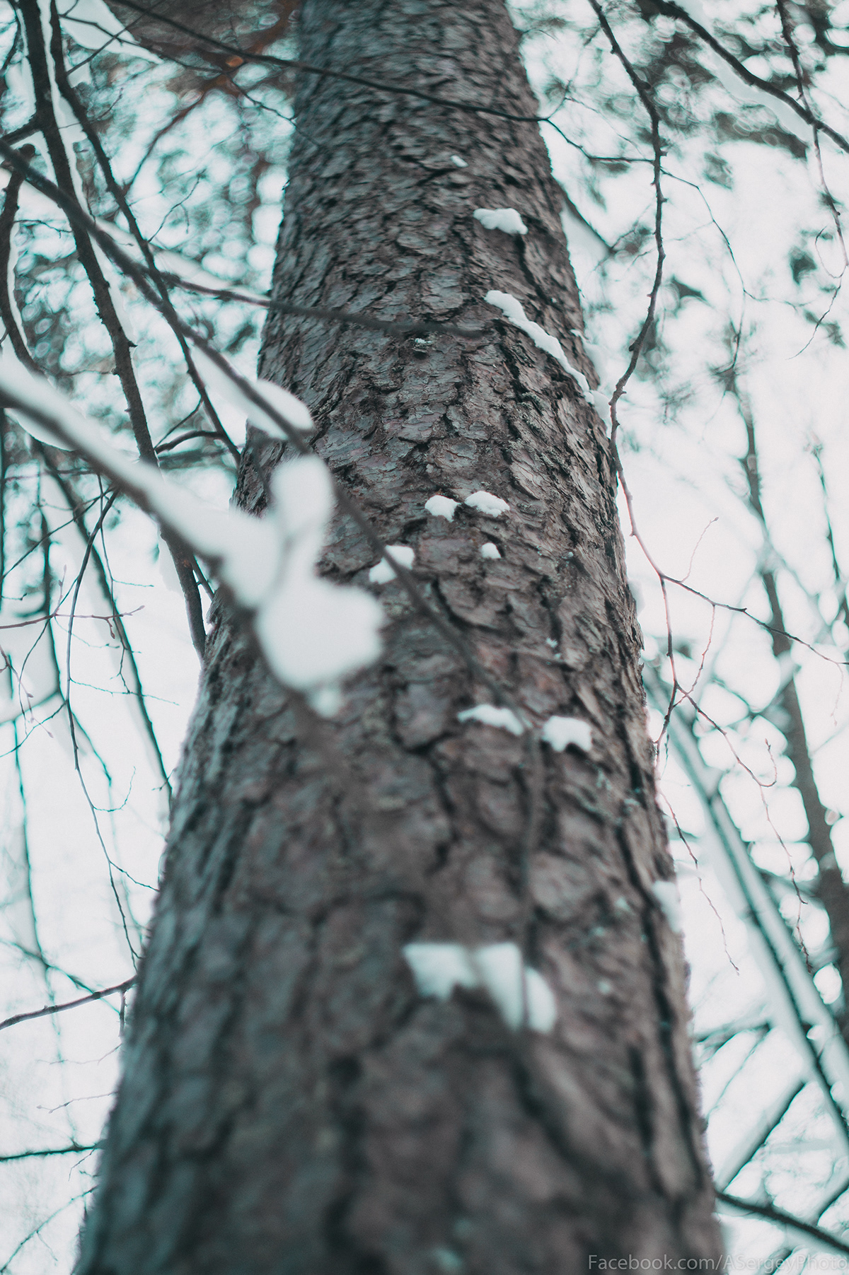 Day digital forest Latvia latvija photo photographer Photography  Riga winter