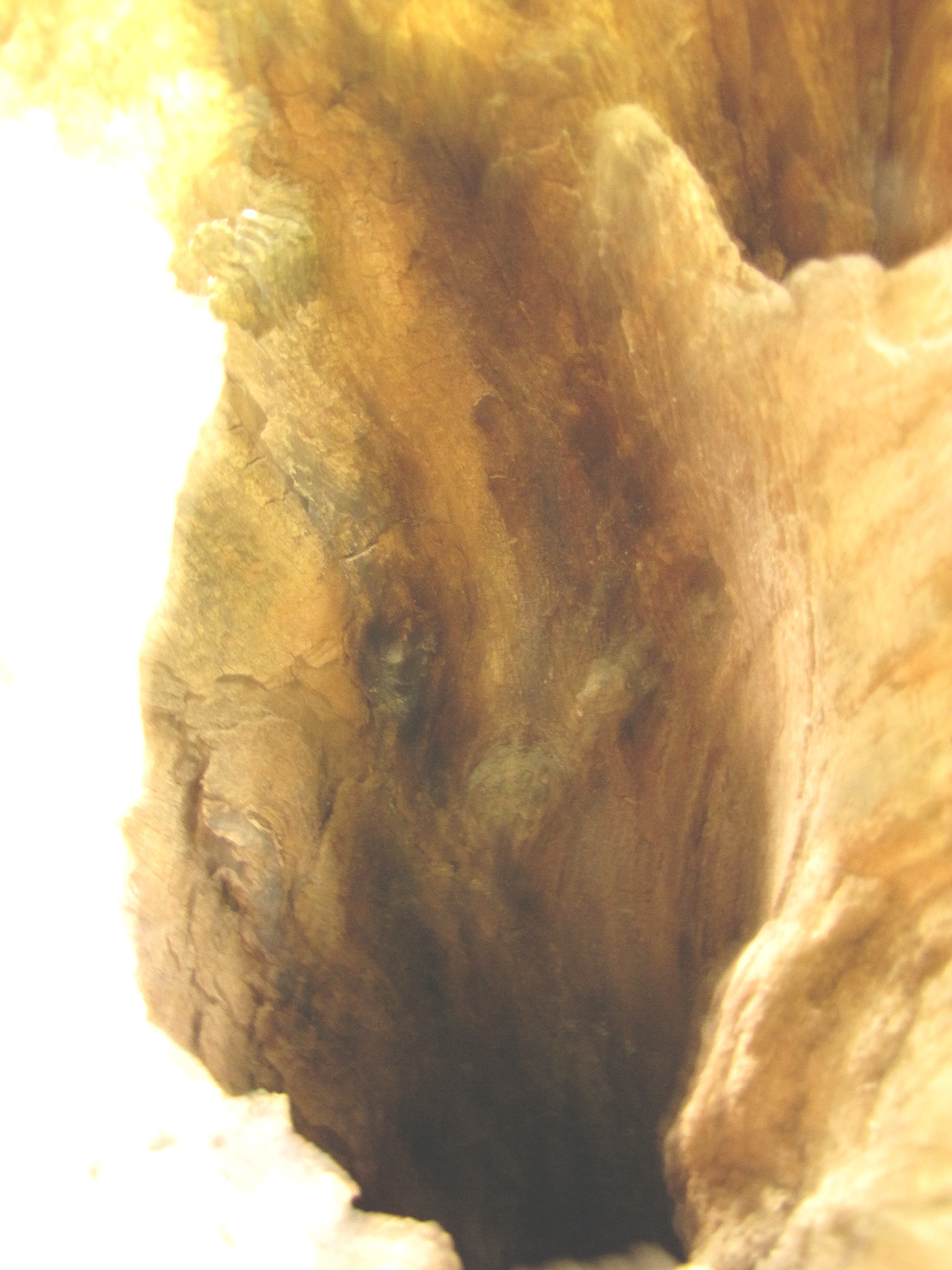 wood Nature texture forest cave Landscape Tree  crater mountain madera arbol Cueva art moon
