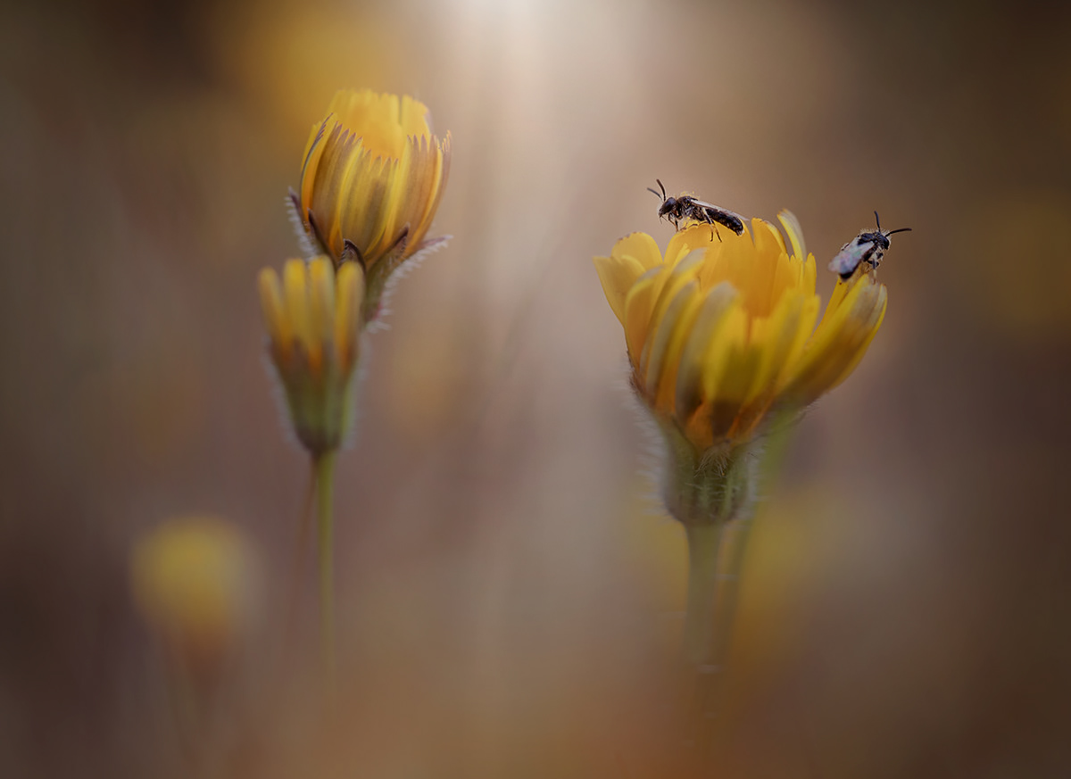 insect macrophotography Nature Outdoor Photography 
