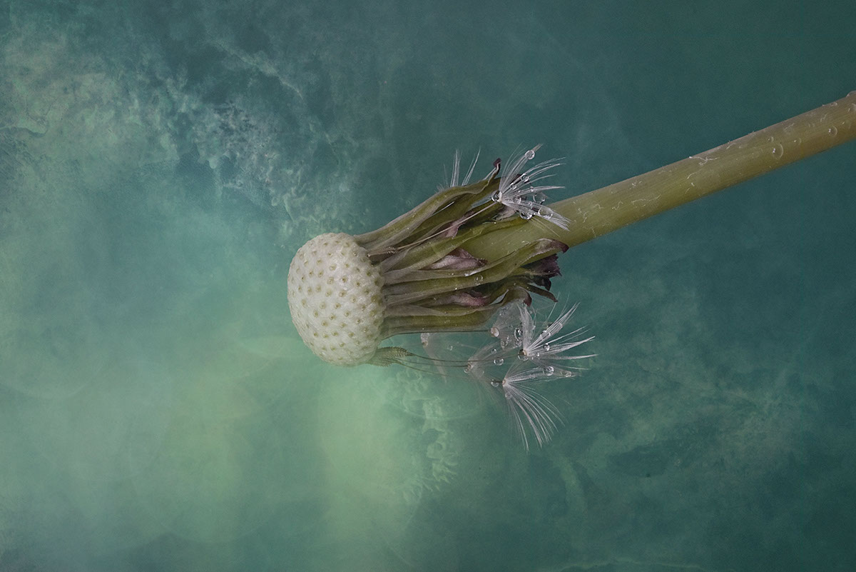 dandelion waterdrops