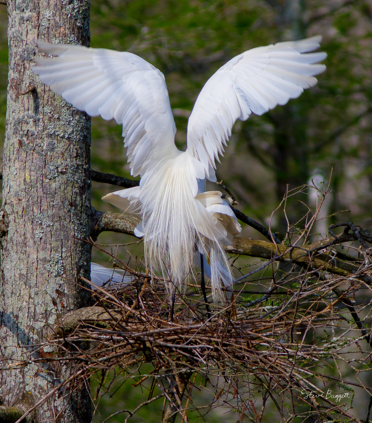 egret rookery waterfowl lake martin