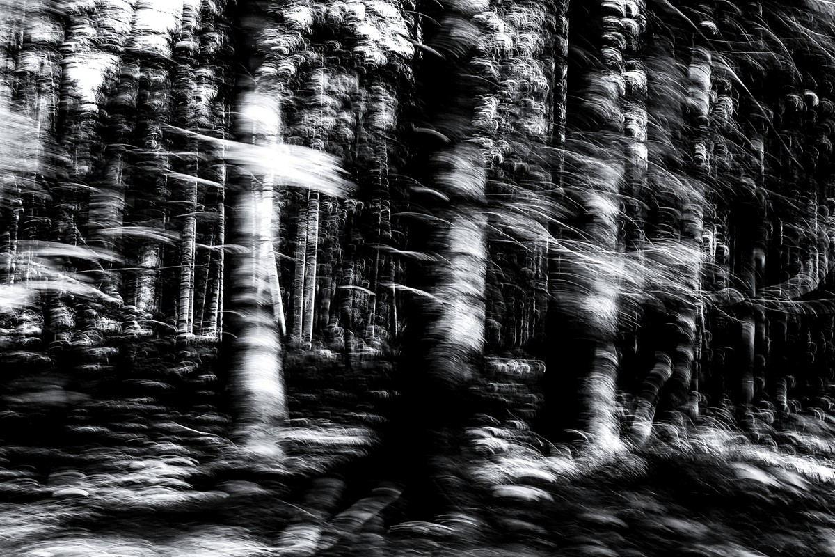 black and white Nature woods forest speed rush High Contrast Powerful