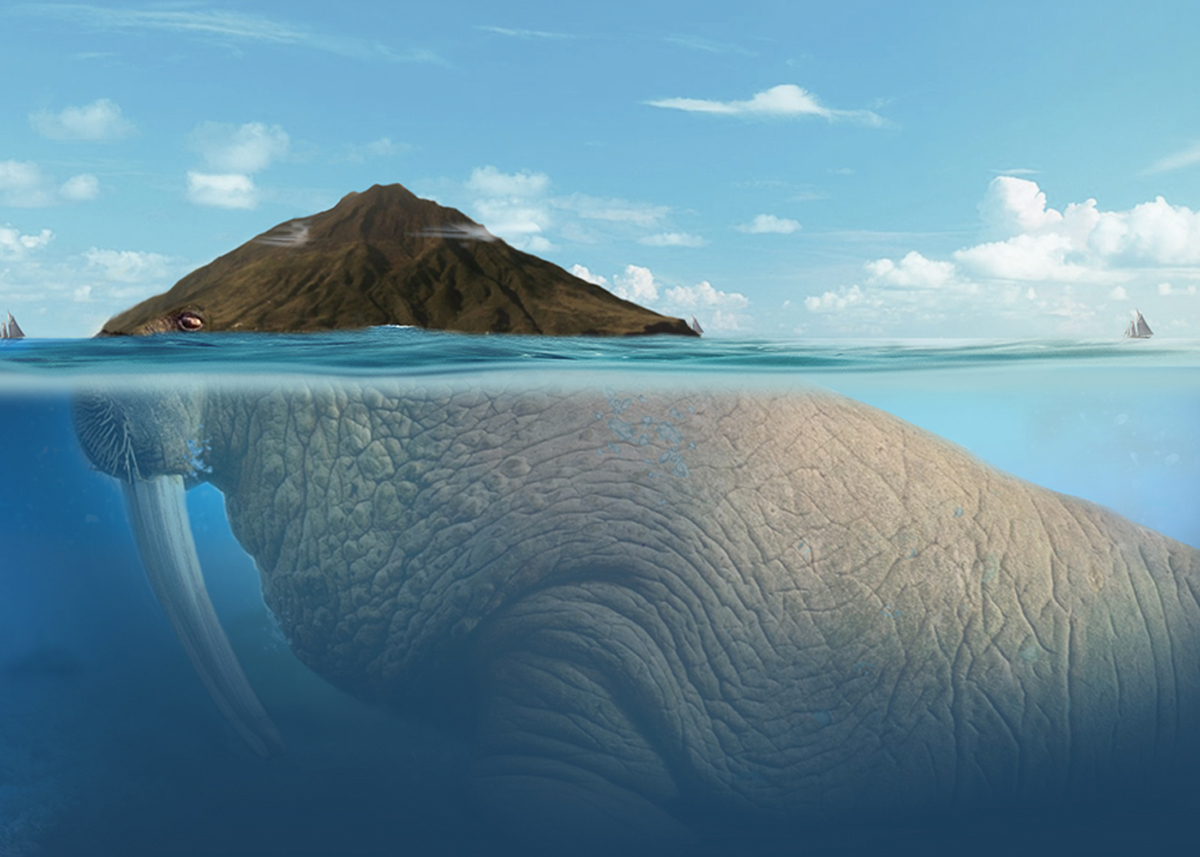 #tricheco #walrus #advertising #digitalart #retouching #compositing #photoshop #island #fantasy