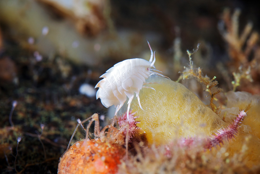 underwater macro cratures monsters animals sea Invertebrates photo