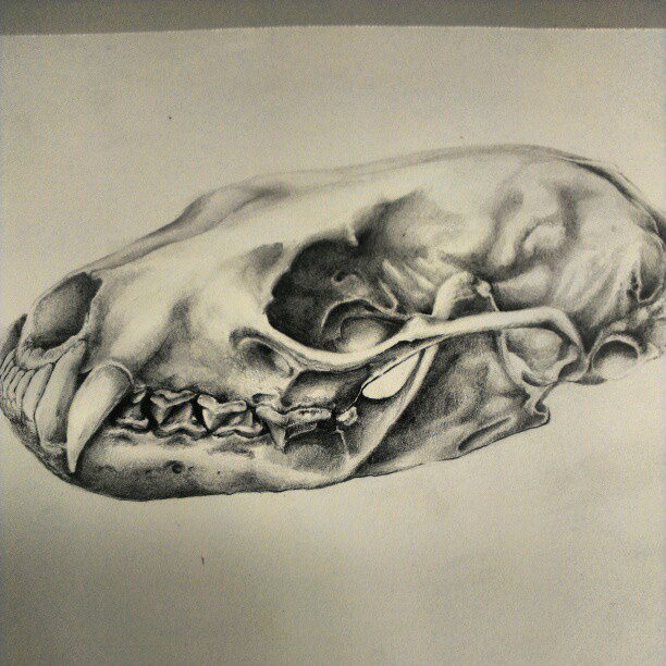 scientific illustration bugs beetles skulls animal skull human medical illustration