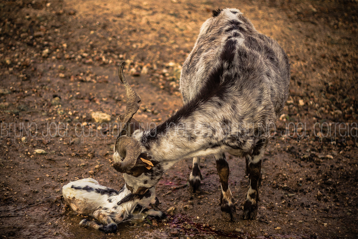 Quinta dos Vales estombar animals animais Porcos cavalos cabras nascimento birth farm country countryside