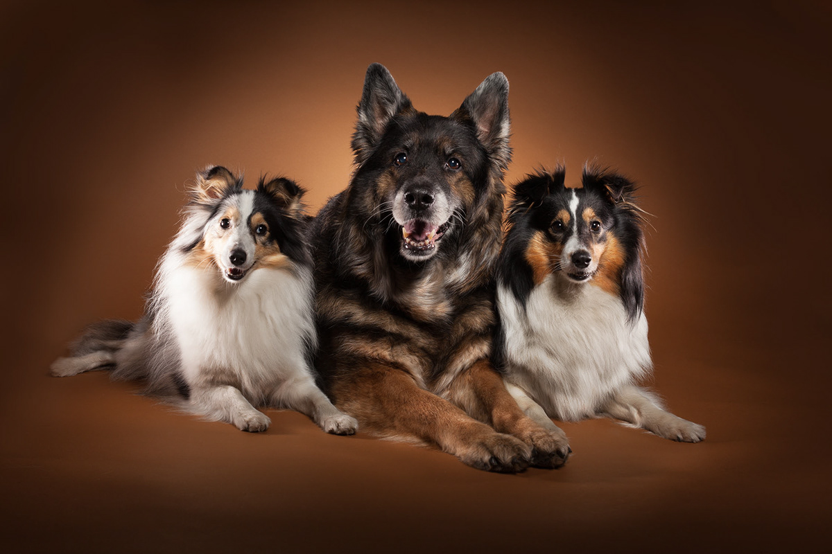 dog dogphotography hund hundefotograf Hundefotografering studio