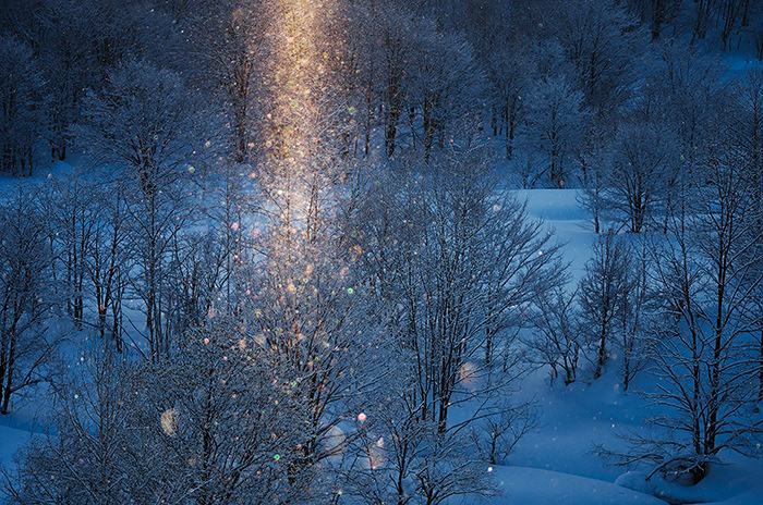 Landscape japan Sun Sunrise sunset snow star night Tree  FOX