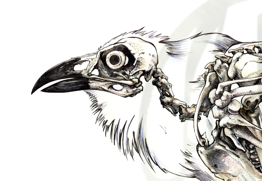 scientific illustration raven bird skeleton skull xray ink museum biology