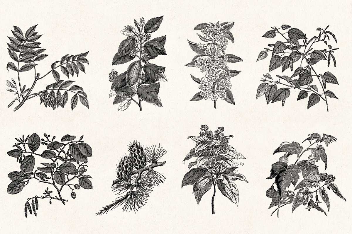 vintage Retro engraving old Drawing  vector antique leaves twigs botanical