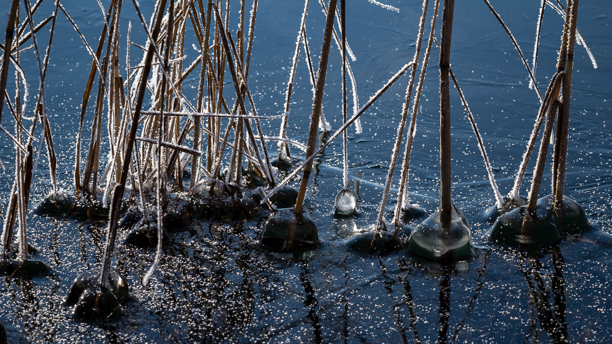 ice water Nature Island cold ice bubles reeds