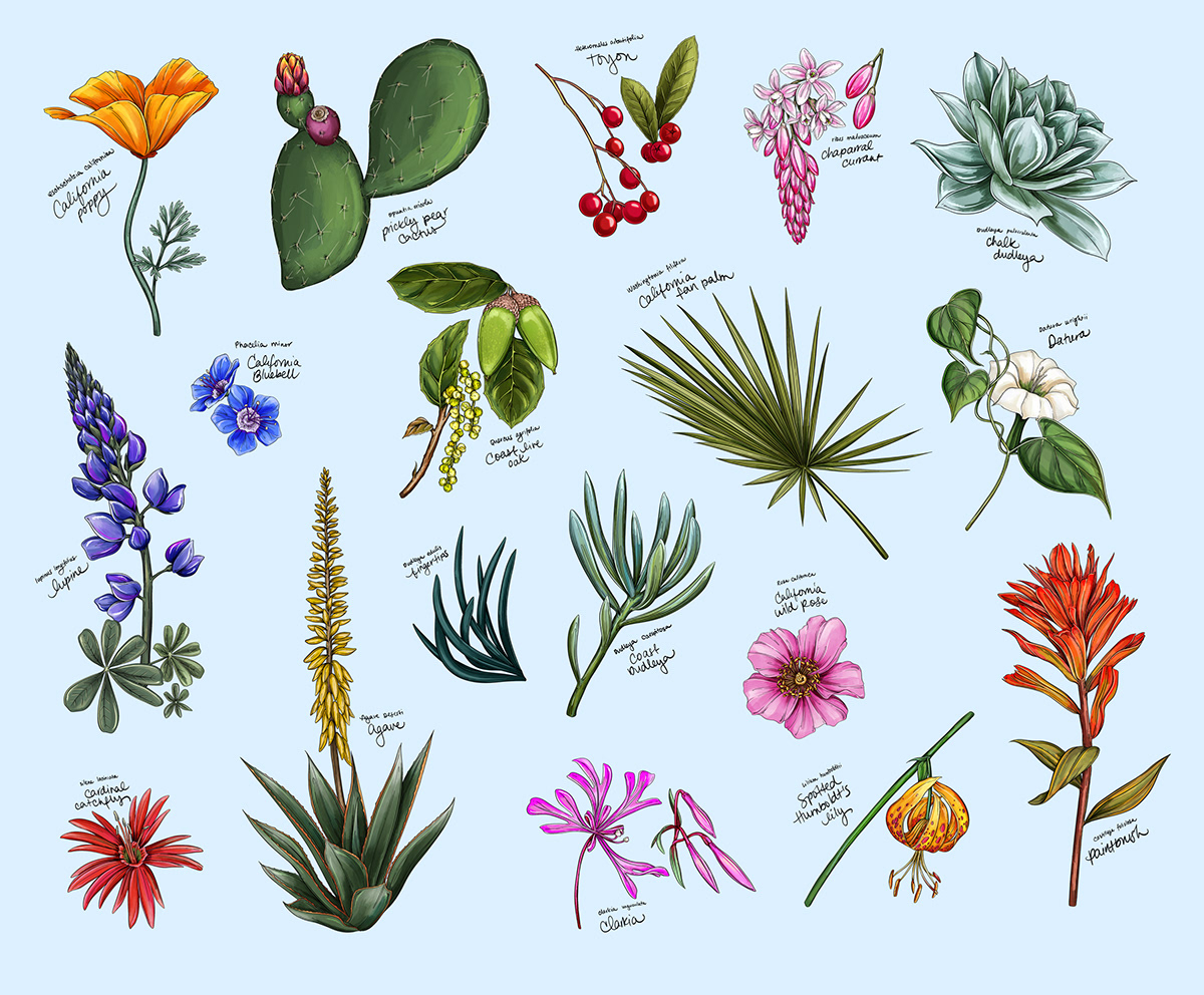 Botanical illustration by Maggie Enterrios for the LA Times featuring California native plants