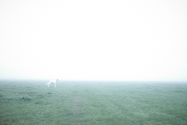 mist landscape. rural Wildgoose