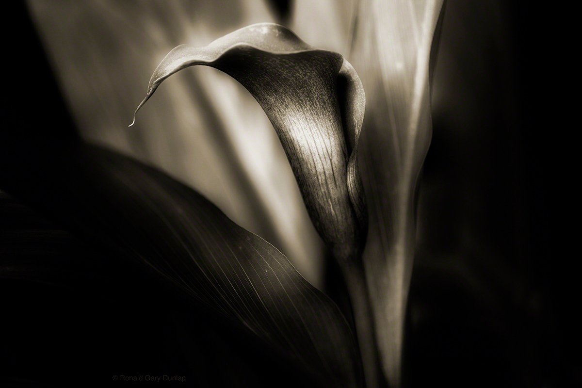 Adobe Portfolio lily Flowers black and white