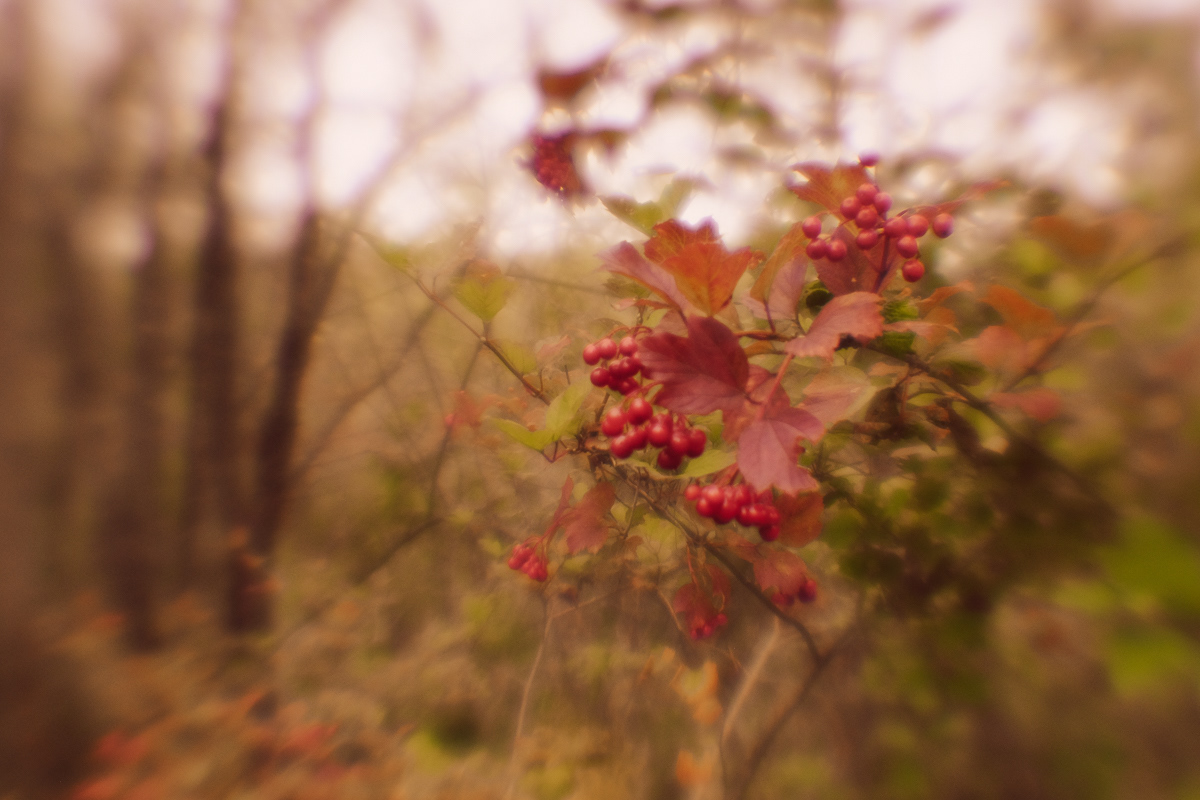 autumn Fall Melancholy FINEART photos