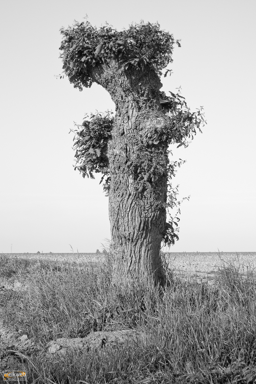 Adobe Portfolio trees Tree 