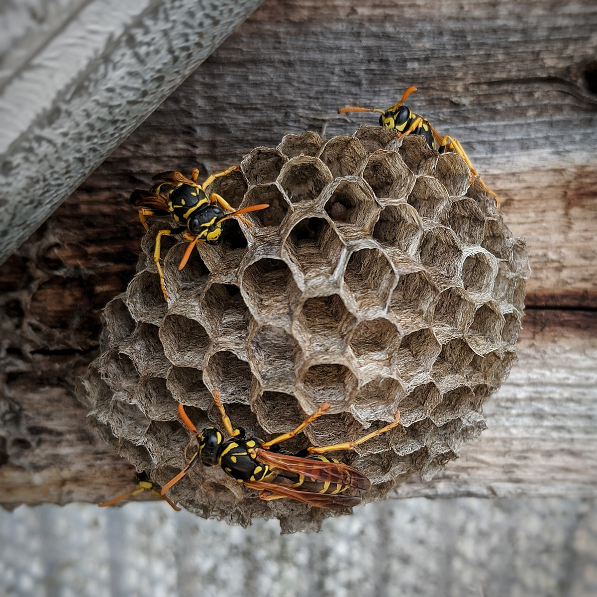 Image may contain: outdoor object, wasp's nest and insect