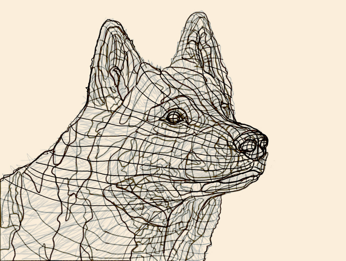 wolf wacom photoshop digital painting sketches rough