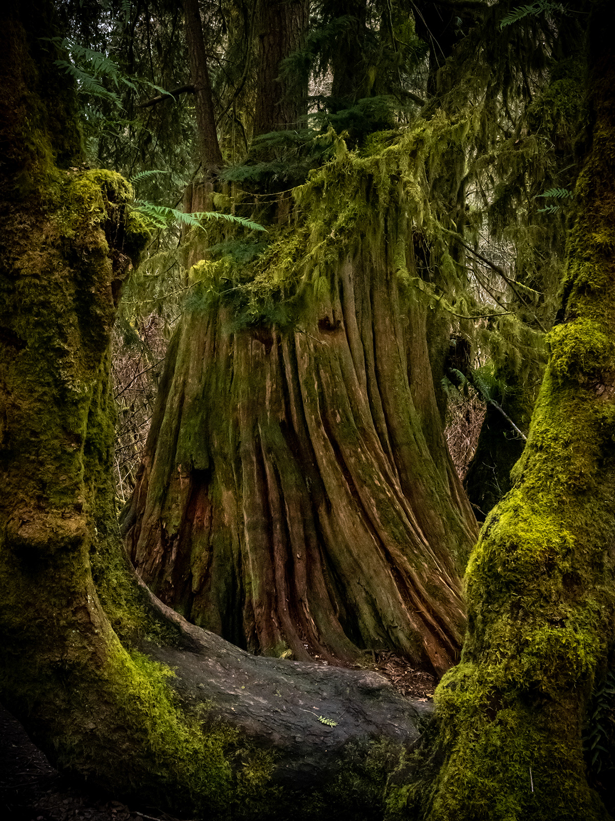 evergreen forest Washington State